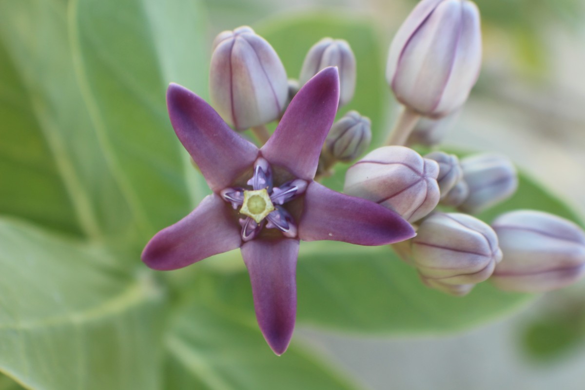 Calotropis gigantea (L.) W.T.Aiton